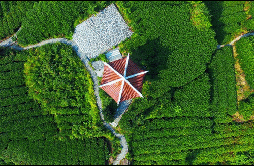 吉首市馬頸坳鎮(zhèn)隘口村是“湘西黃金茶第一村”，被譽(yù)為“全國茶旅融合十條精品線路”上的明珠。.gif